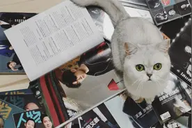 猫什么都知道图片
