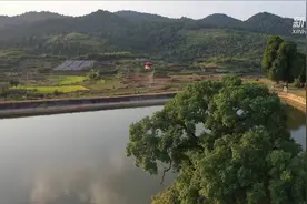 “剿灭”害虫护古树！无人机来帮忙视频封面