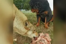 藏獒狼群称王，第一口肉“孝敬”老狼王视频封面