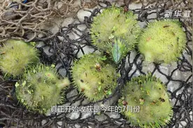 广西融安：种植芡实助脱贫视频封面