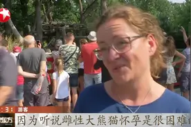 个头和手掌差不多！旅德大熊猫“梦梦”首次产崽，诞下双胞胎视频封面