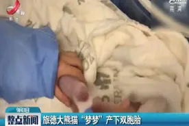 旅德大熊猫“梦梦”产下双胞胎视频封面