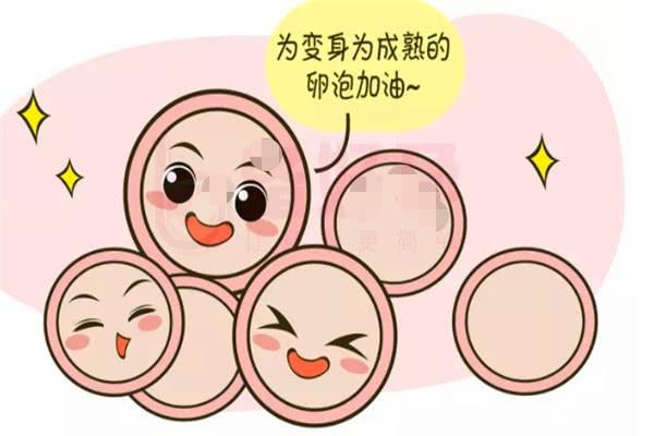 3种天然促排卵食物 2026年3种天然促排卵食物