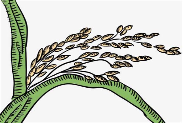 3种天然促排卵食物 2026年3种天然促排卵食物