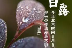白露：蒹葭苍苍 白露为霜图片
