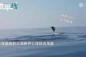 暖心！渔民解救被困小海豚，海豚妈妈跃出水面道谢图片