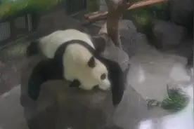 双胞胎熊猫未婚先孕？饲养员判断：假孕视频封面