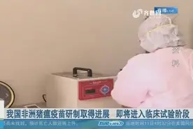 我国非洲猪瘟疫苗研制取得进展 即将进入临床试验阶段视频封面