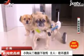 云南：小狗从三楼跳下致残 主人说绝不遗弃视频封面