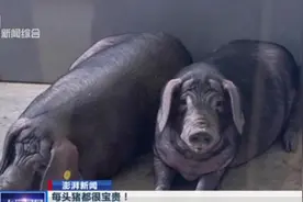 每头猪都很宝贵！卫生监控、猪脸识别，AI走进中国养猪场！视频封面