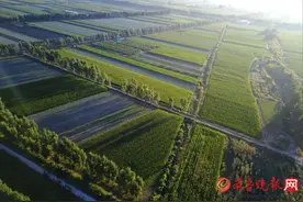再巧的手也织不出如此美丽的地毯！航拍初秋山东东部田野即将收获图片