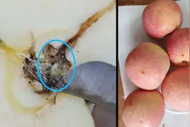 切开苹果都是虫？批发商：这说明无公害视频封面