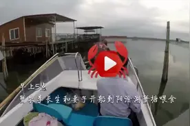 揭秘“水下森林”：你没见过的阳澄湖大闸蟹视频封面