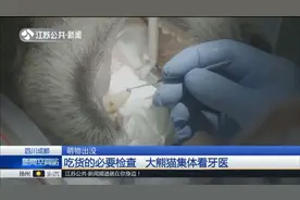 “你，牙结石！你，牙髓暴露！”成都20只大熊猫乖乖接受牙医检查视频封面