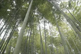 以竹代木 纸业新生视频封面