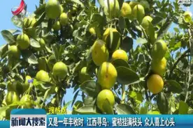 又是一年丰收时 江西寻乌：蜜桔挂满枝头 众人喜上心头视频封面
