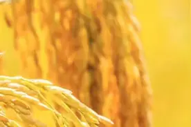 秋分，稻花香里说丰年，听取蛙声一片图片