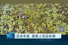 采“橘”东海边！长兴岛开展活动，游客上岛体验，感受秋日美景视频封面