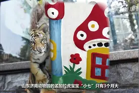 济南动物园人工饲养孟加拉虎宝宝茁壮成长视频封面