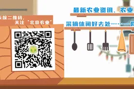 草莓机械化起垄技术分享之一图片