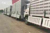 揭秘天安门前卡车里和平鸽的“来龙去脉”视频封面