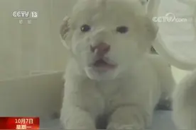 山东济南 两只白狮幼崽诞生 又萌又罕见图片
