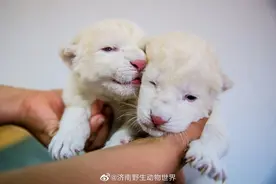 济南野生动物世界新生一对“龙凤胎”白狮，也太可爱了吧图片