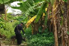 玉林失踪男孩身亡，遗体被砖压住藏树底视频封面
