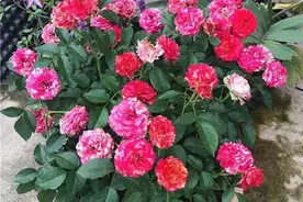 3种“肥水”，给月季浇一浇，开花多又艳，一年开花200多天图片