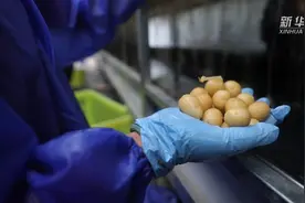 甘肃定西：千万颗种薯从这里“走向”世界视频封面