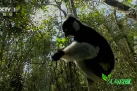 马达加斯加曾有猩猩大小的狐猴和狮子大小的马岛獴，它们都去哪了视频封面