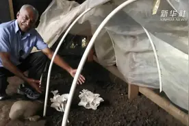 中国菌草技术助力斐济农民减贫致富视频封面