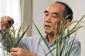 香喷喷，老百姓吃饭更安心！交大研发抗病水稻新品种，不用农药纯生态！图片