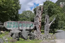 生态护林！滇金丝猴逐年增多视频封面