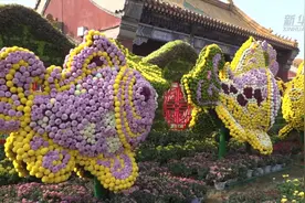 百万盆菊花齐争艳 古城新韵待客来