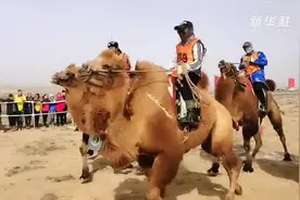 戈壁驼铃阵阵响 赛驼疾驰尘飞扬视频封面