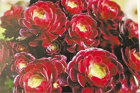根据真实故事改编的多肉植物题材电影《倾城》开机曲靖多景点入镜 本地人扎堆参演图片