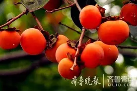 秋凉记｜为何世人皆说：柿子专拣软的捏图片