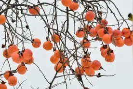 今日霜降 | 入夜渐微凉图片