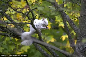 英国摄影师拍到罕见白化松鼠觅食 全英仅剩50只图片