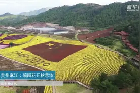 贵州麻江：菊园花开秋意浓视频封面