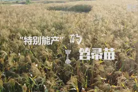 “特别能产”的笤帚苗视频封面