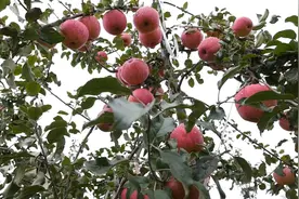 川藏联手推动西藏苹果标准化种植视频封面
