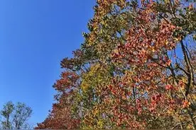 隐藏在乡野之间的这片黄栌，给秋天上了颜色图片