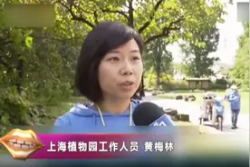 大妈公园里放肆打柿子，尝一口还嫌弃柿子不甜，网友：太不要脸了视频封面