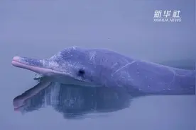 珍稀白海豚的水中萌态视频封面