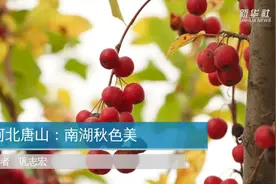 河北唐山：南湖秋色美视频封面