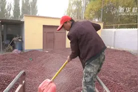 新疆：红枣成熟富农家视频封面