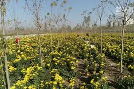 河北辛集：遍地“黄花”铺富路视频封面