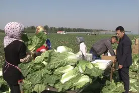 韩国白菜受灾减产，青岛白菜出口订单大增视频封面